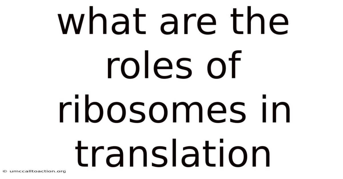 What Are The Roles Of Ribosomes In Translation