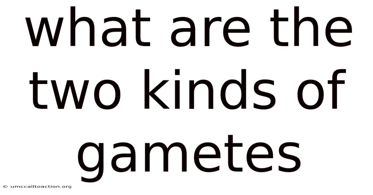 What Are The Two Kinds Of Gametes