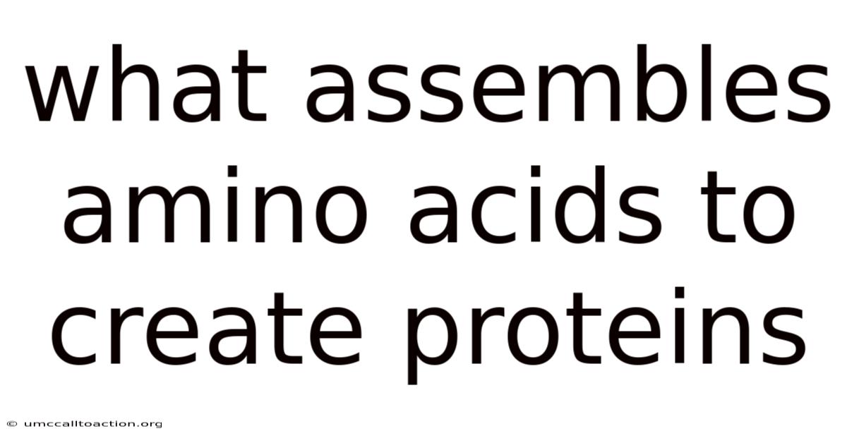 What Assembles Amino Acids To Create Proteins