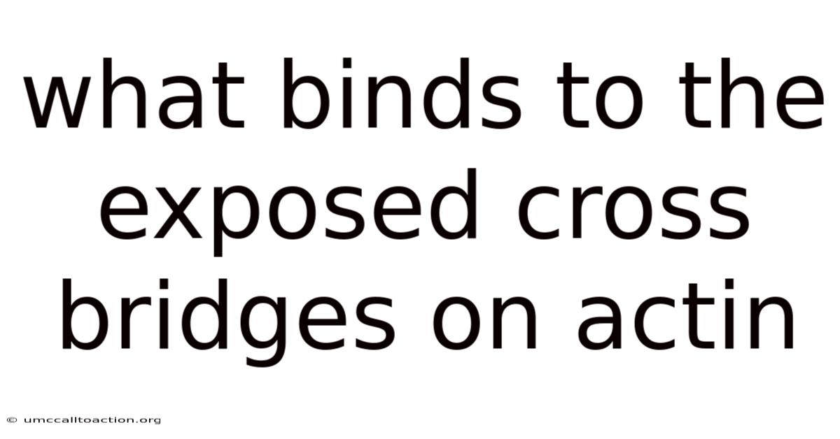What Binds To The Exposed Cross Bridges On Actin