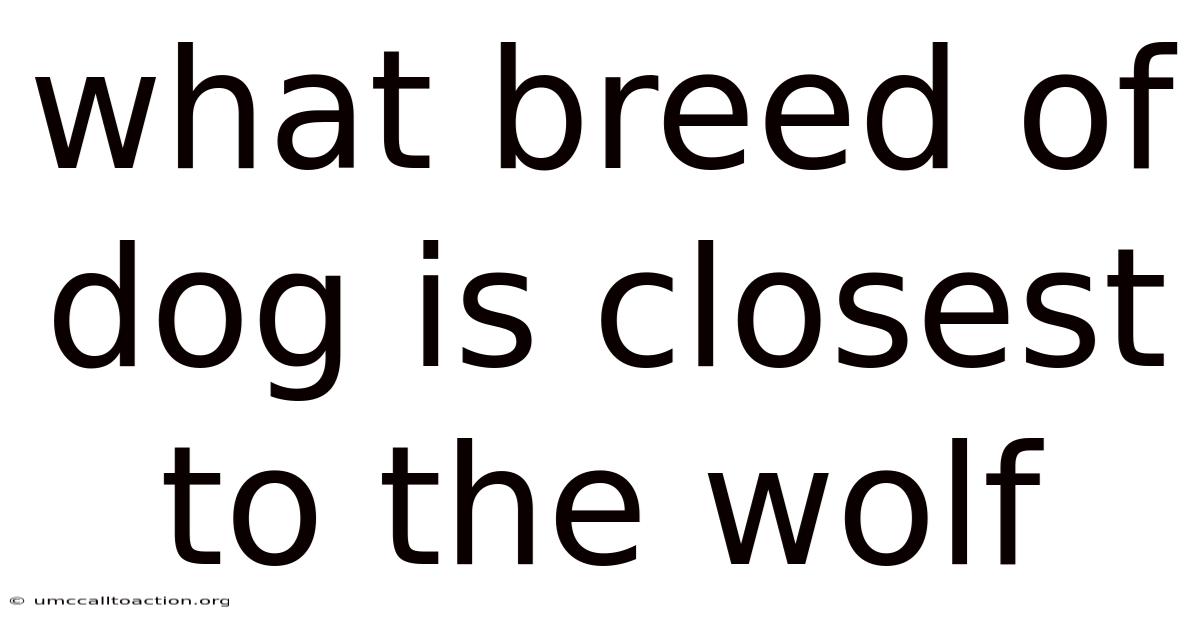 What Breed Of Dog Is Closest To The Wolf