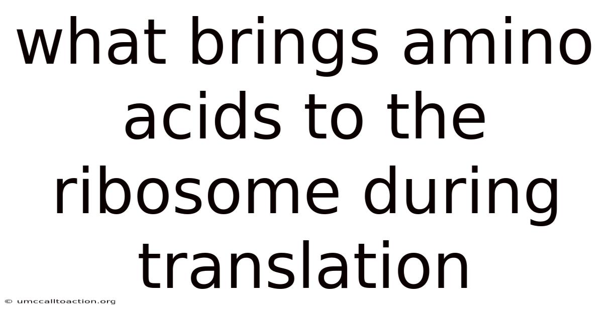 What Brings Amino Acids To The Ribosome During Translation