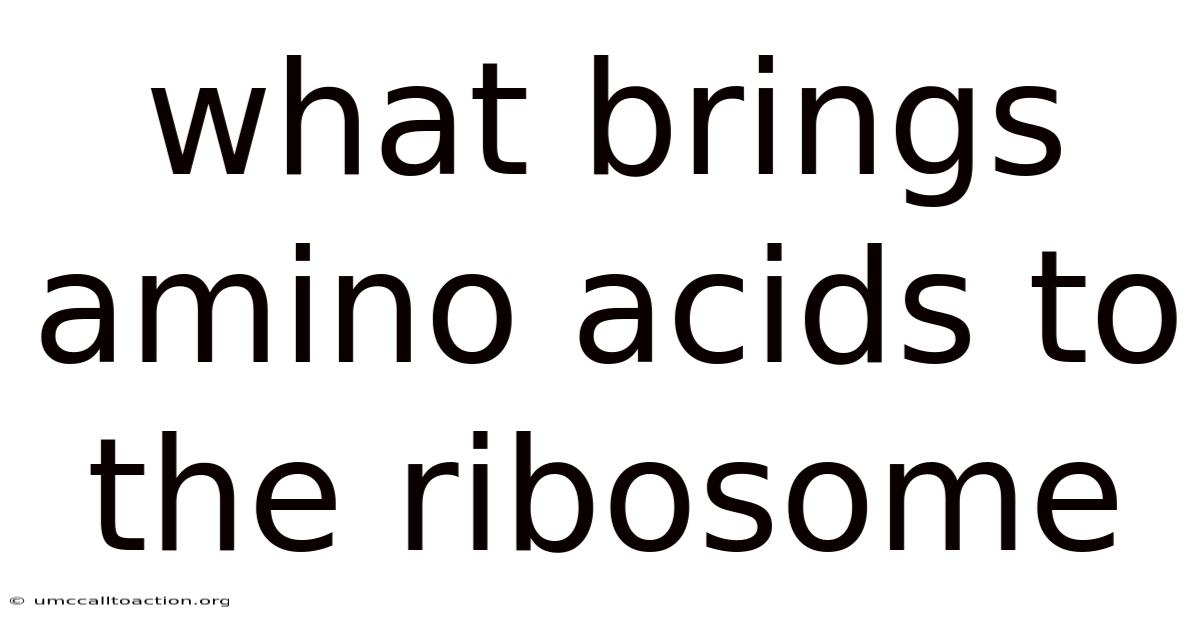 What Brings Amino Acids To The Ribosome