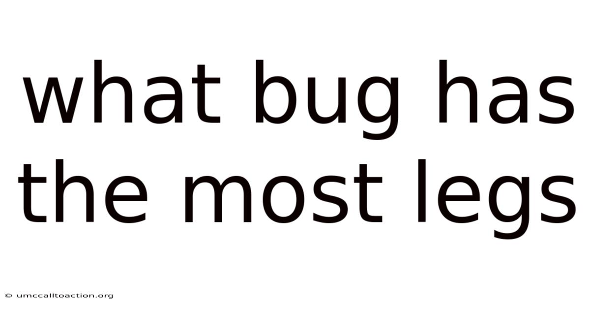 What Bug Has The Most Legs