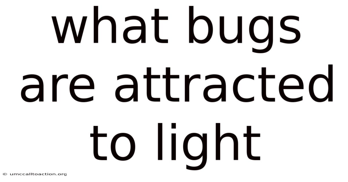 What Bugs Are Attracted To Light