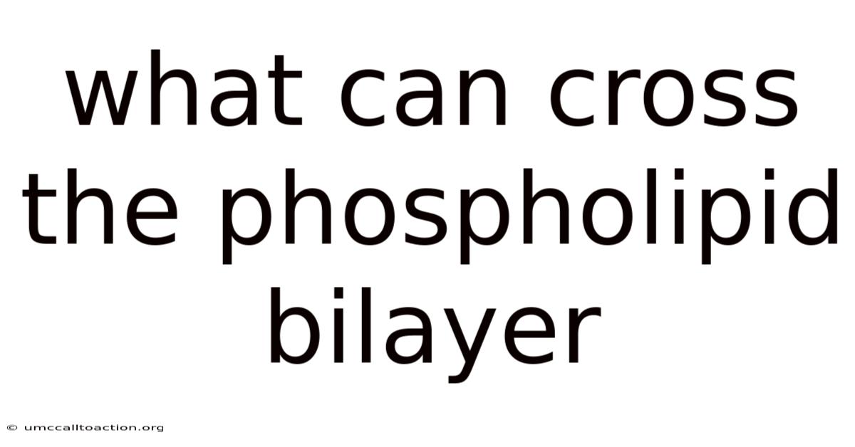 What Can Cross The Phospholipid Bilayer