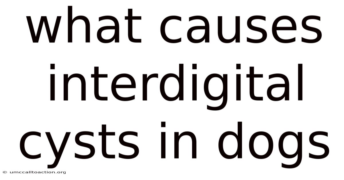 What Causes Interdigital Cysts In Dogs
