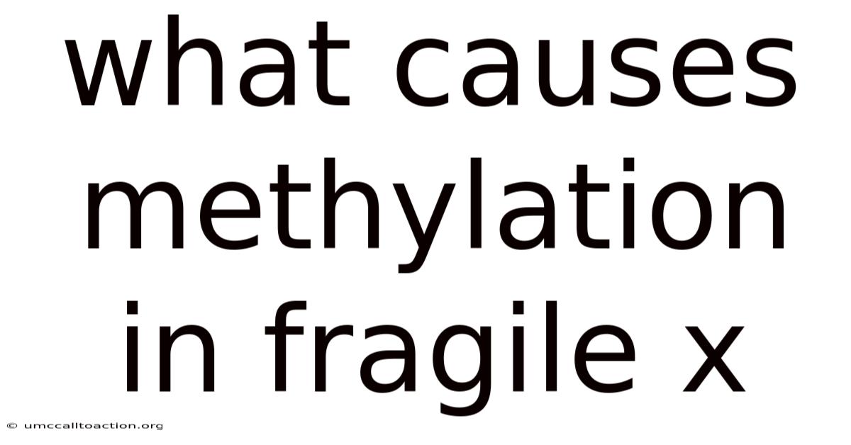 What Causes Methylation In Fragile X