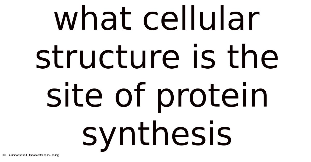 What Cellular Structure Is The Site Of Protein Synthesis