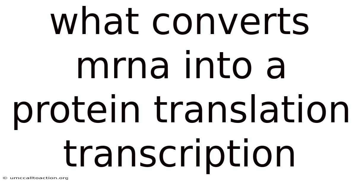 What Converts Mrna Into A Protein Translation Transcription