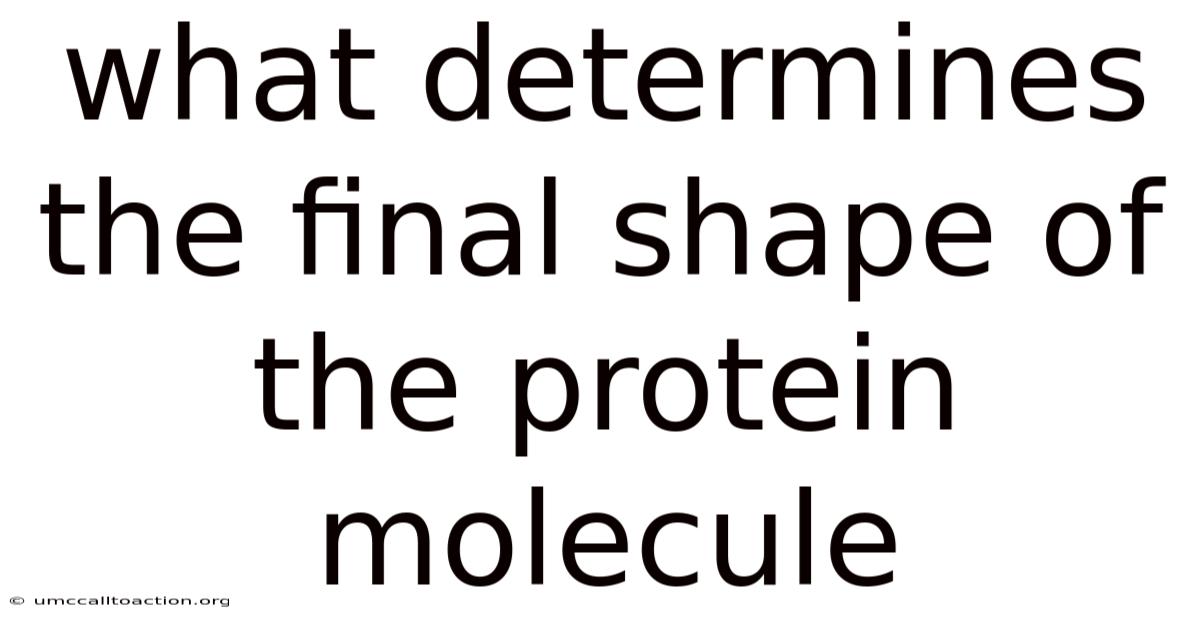 What Determines The Final Shape Of The Protein Molecule