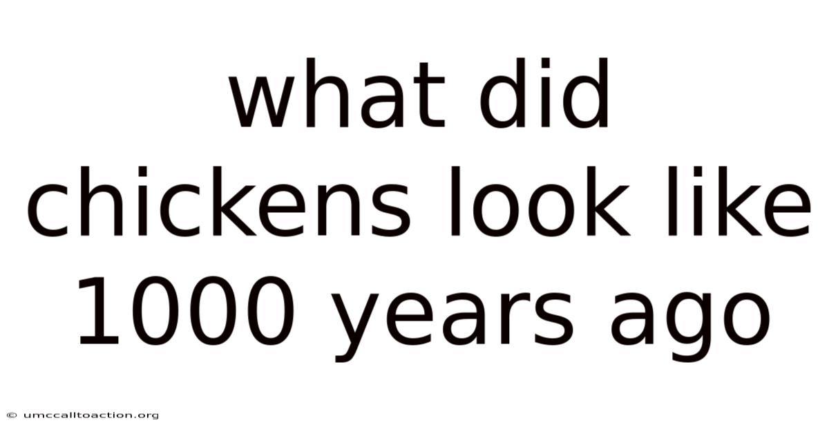 What Did Chickens Look Like 1000 Years Ago