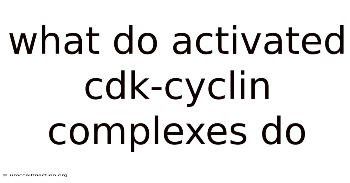 What Do Activated Cdk-cyclin Complexes Do