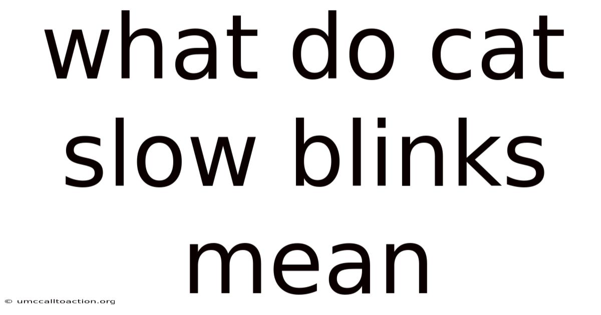 What Do Cat Slow Blinks Mean