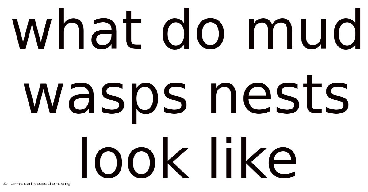 What Do Mud Wasps Nests Look Like