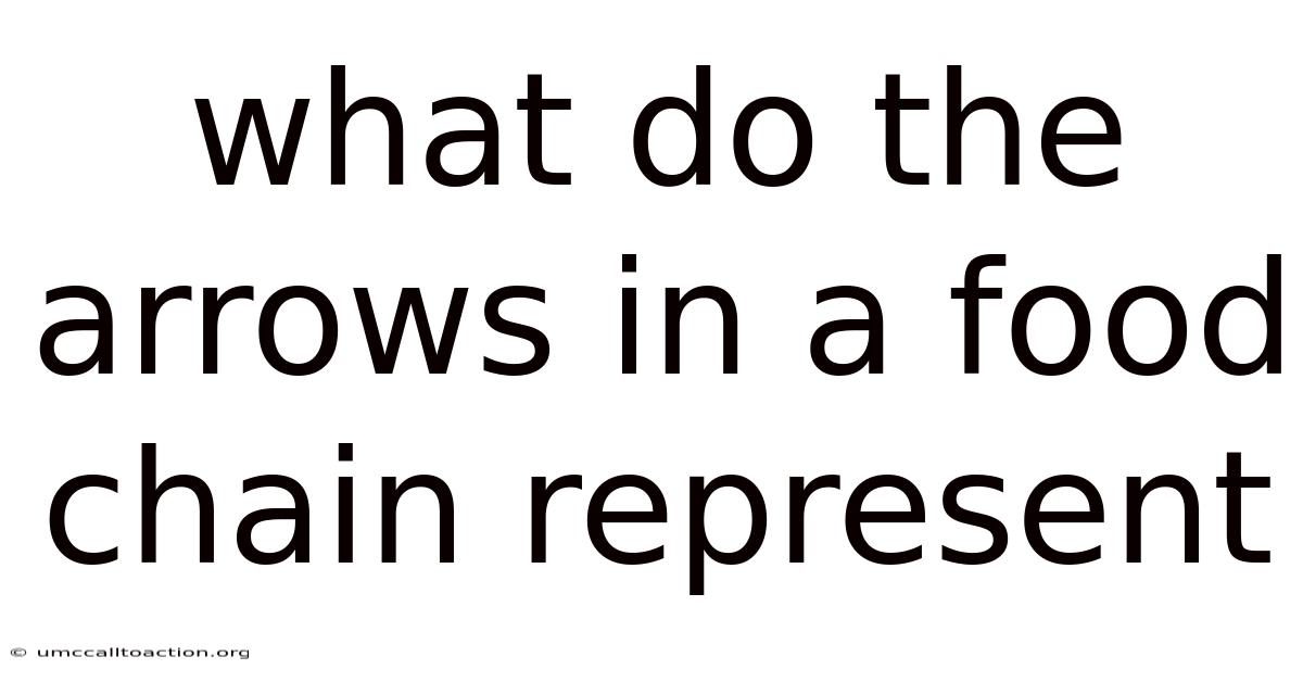 What Do The Arrows In A Food Chain Represent