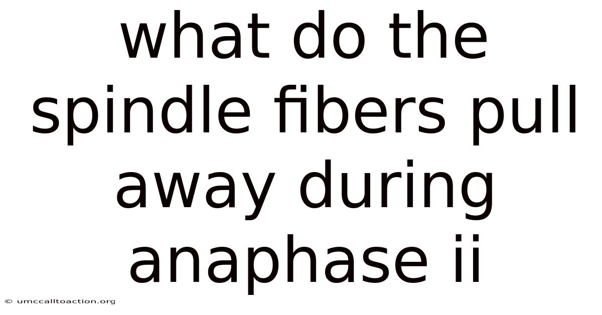 What Do The Spindle Fibers Pull Away During Anaphase Ii