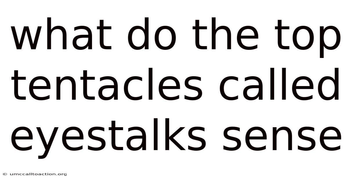 What Do The Top Tentacles Called Eyestalks Sense