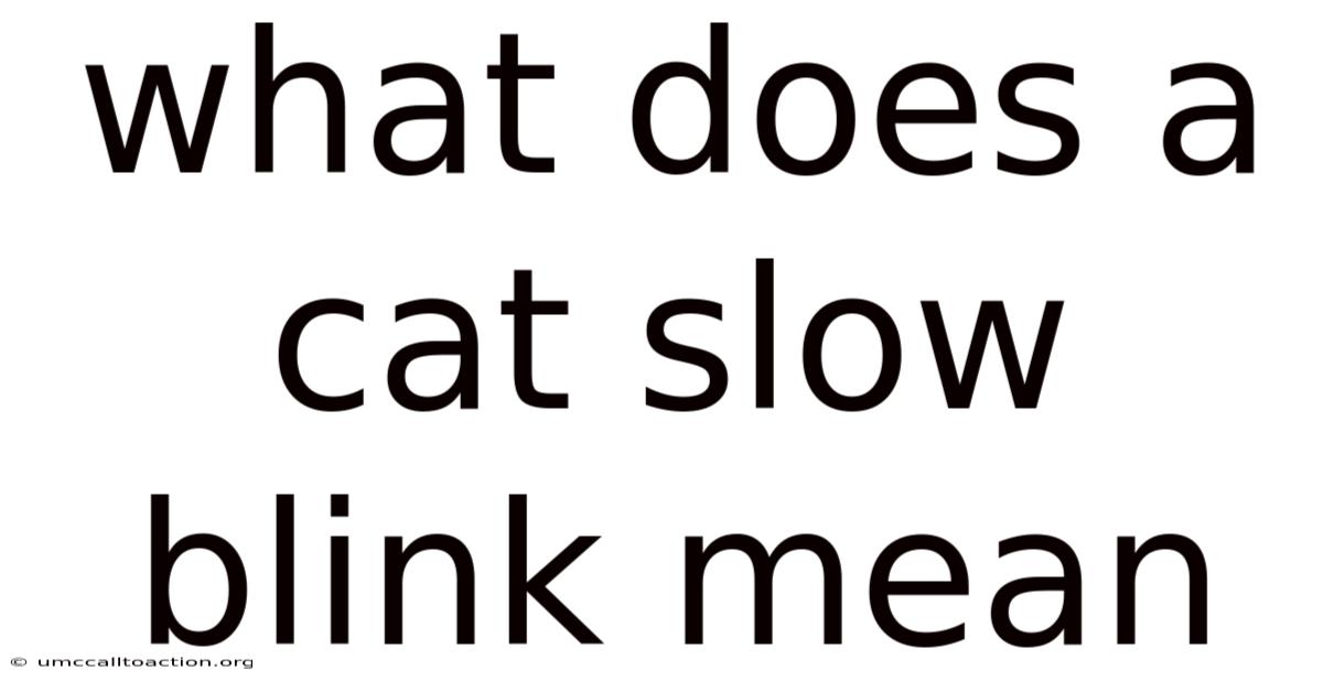 What Does A Cat Slow Blink Mean