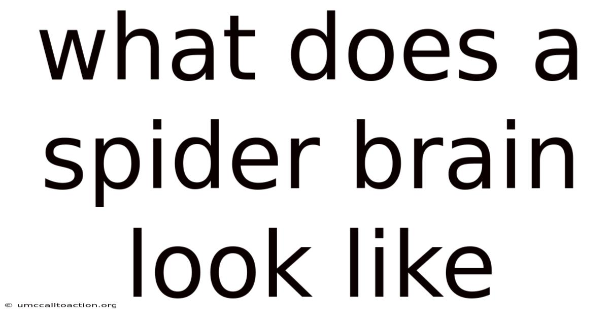 What Does A Spider Brain Look Like