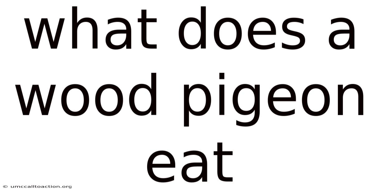 What Does A Wood Pigeon Eat