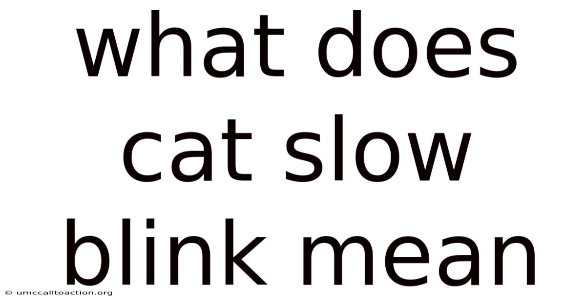 What Does Cat Slow Blink Mean
