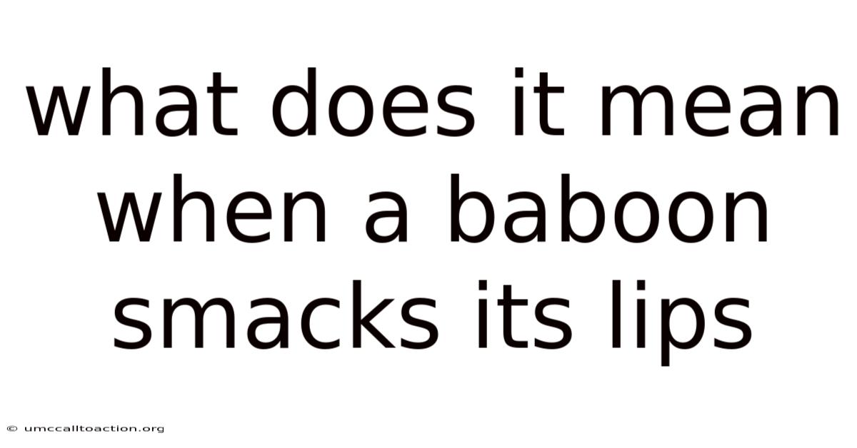 What Does It Mean When A Baboon Smacks Its Lips