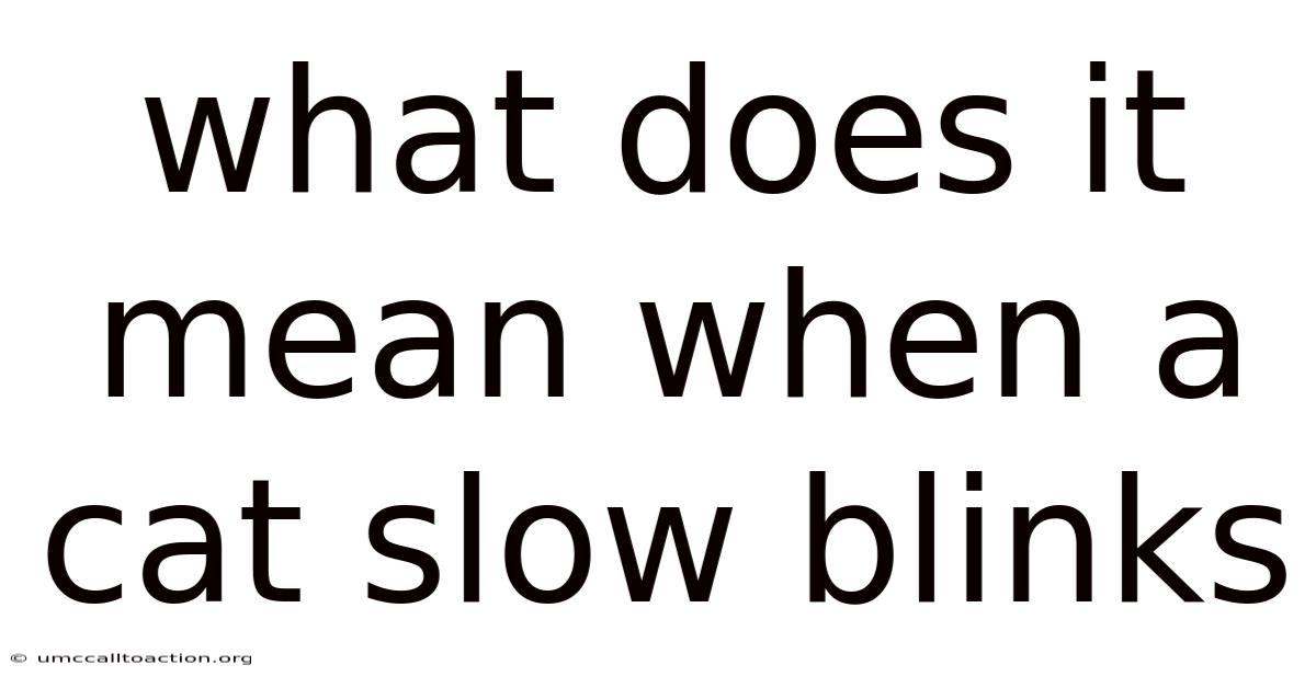 What Does It Mean When A Cat Slow Blinks