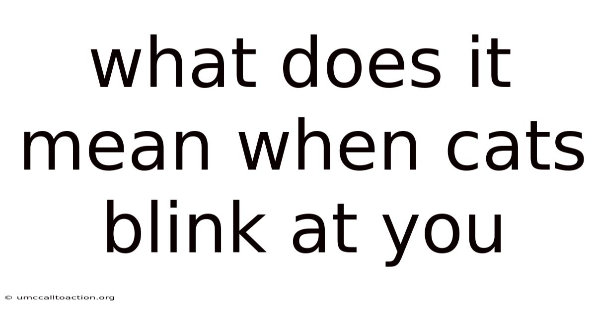 What Does It Mean When Cats Blink At You