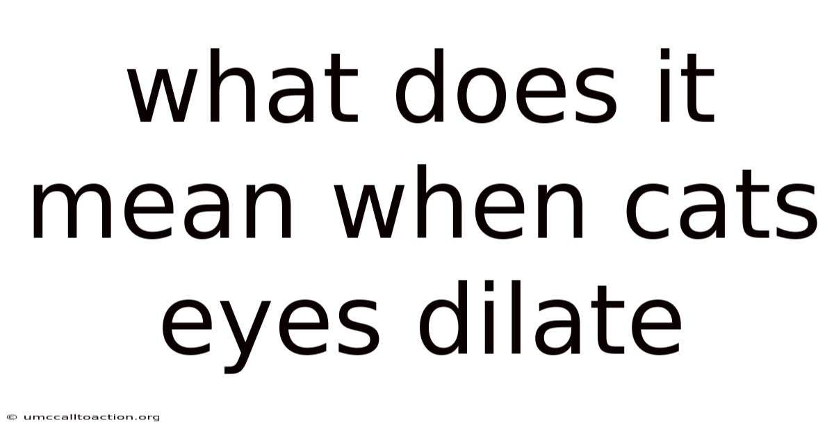 What Does It Mean When Cats Eyes Dilate