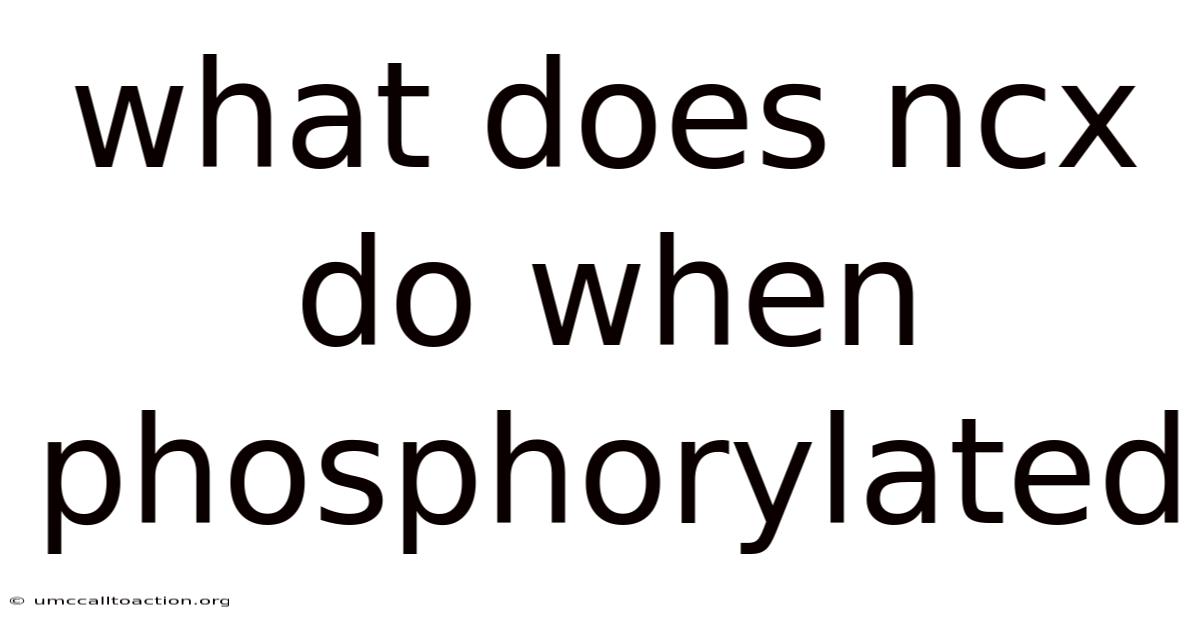 What Does Ncx Do When Phosphorylated
