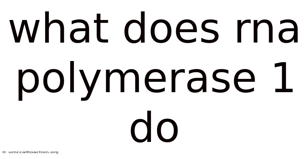 What Does Rna Polymerase 1 Do