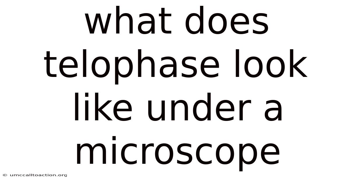 What Does Telophase Look Like Under A Microscope