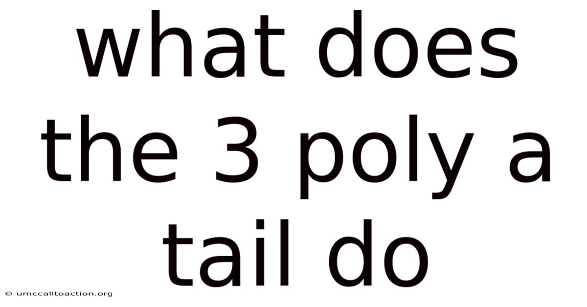 What Does The 3 Poly A Tail Do