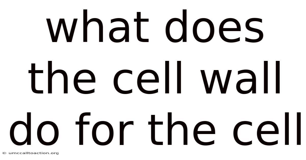 What Does The Cell Wall Do For The Cell