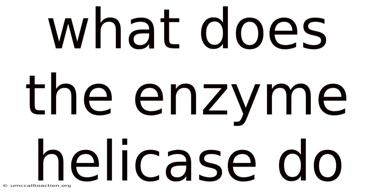 What Does The Enzyme Helicase Do
