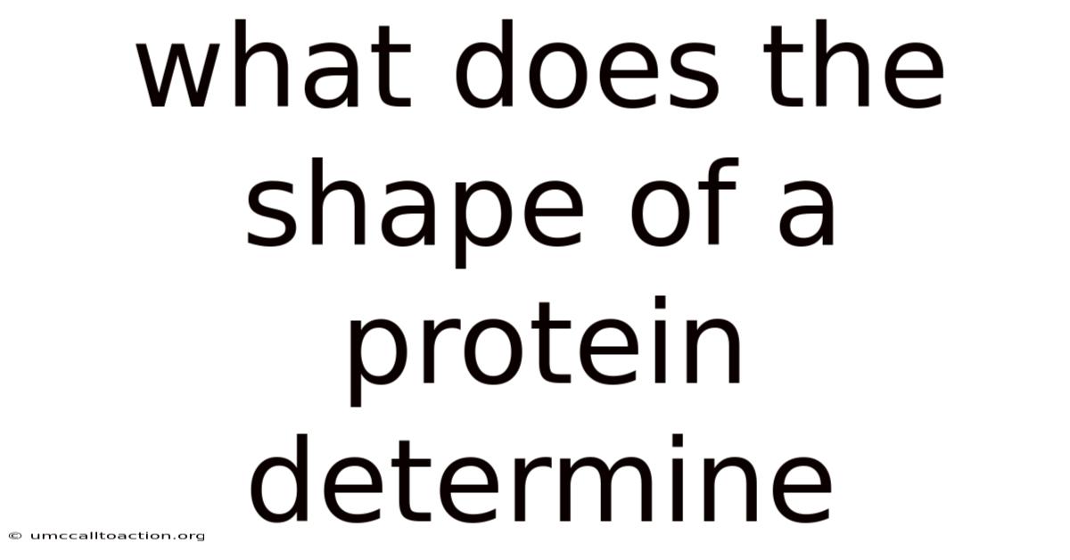What Does The Shape Of A Protein Determine