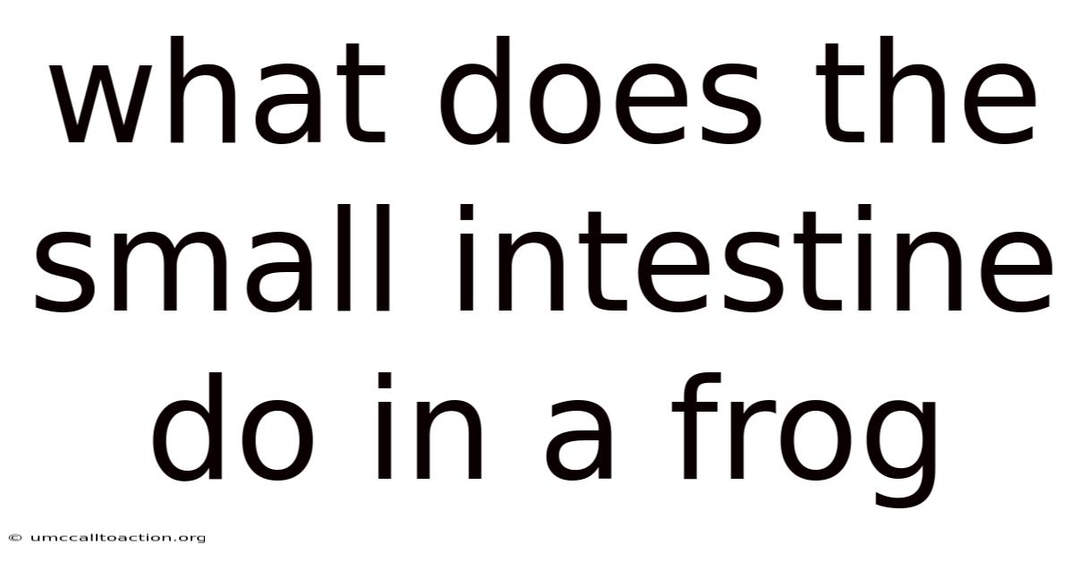 What Does The Small Intestine Do In A Frog