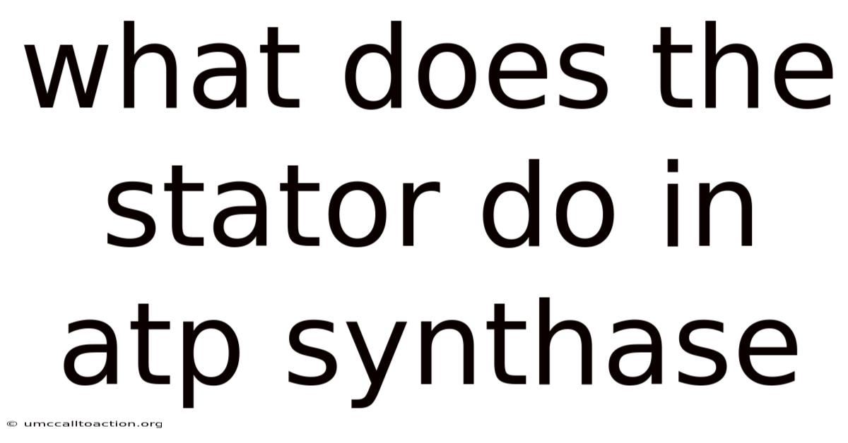 What Does The Stator Do In Atp Synthase