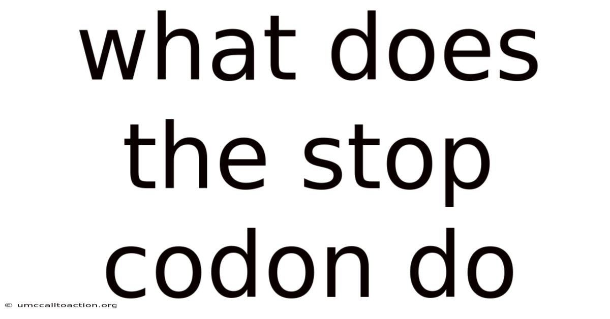 What Does The Stop Codon Do