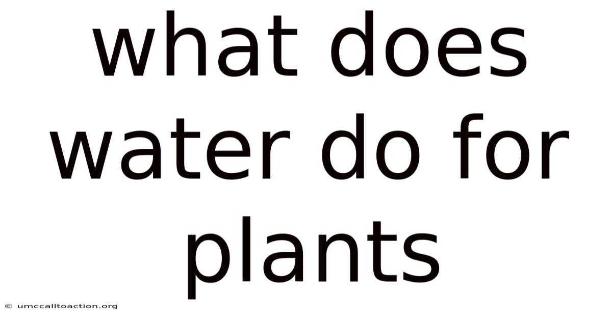 What Does Water Do For Plants
