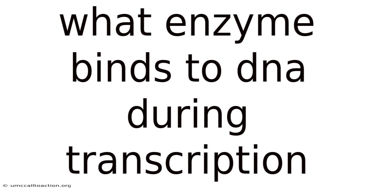 What Enzyme Binds To Dna During Transcription