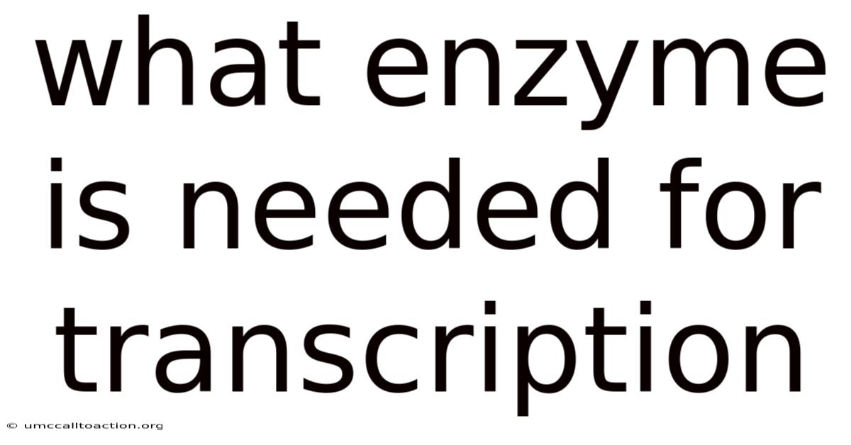 What Enzyme Is Needed For Transcription