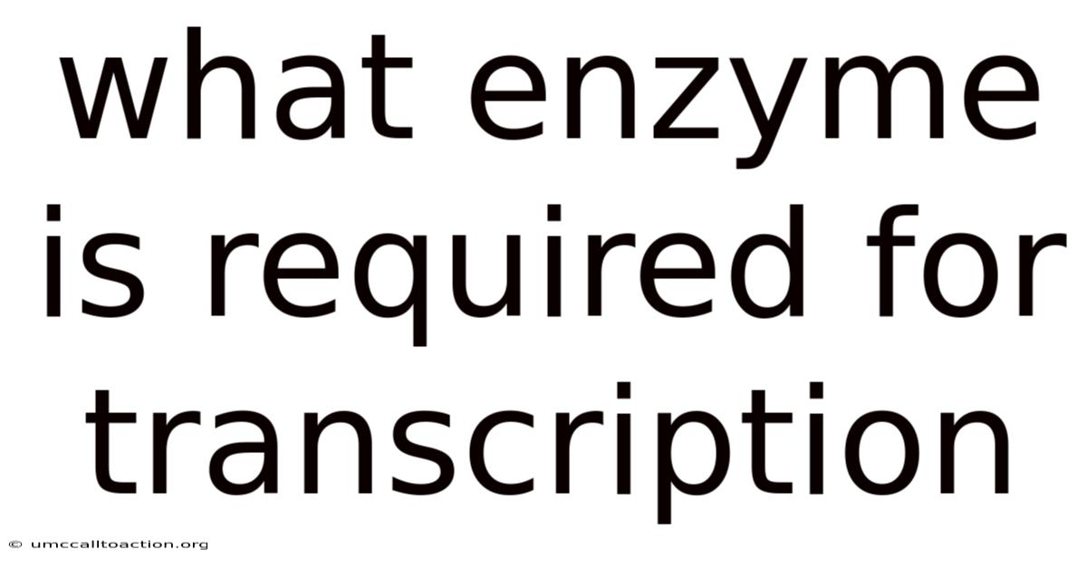 What Enzyme Is Required For Transcription