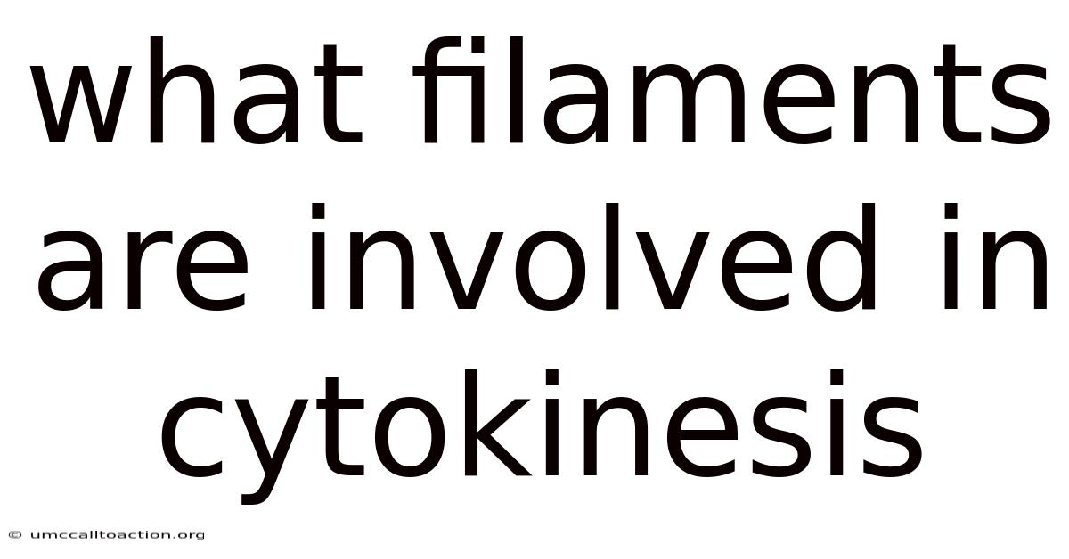 What Filaments Are Involved In Cytokinesis