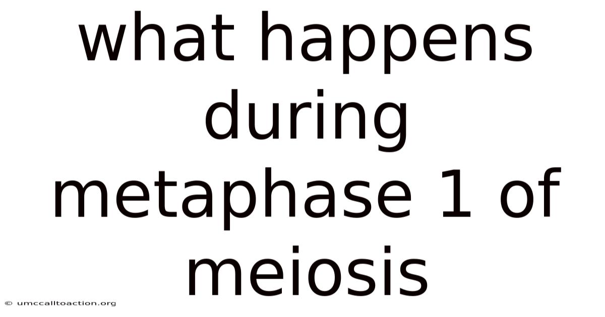 What Happens During Metaphase 1 Of Meiosis