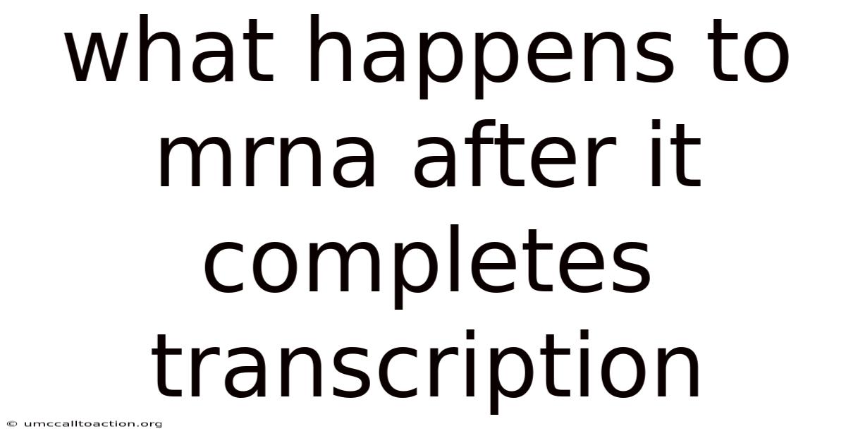 What Happens To Mrna After It Completes Transcription