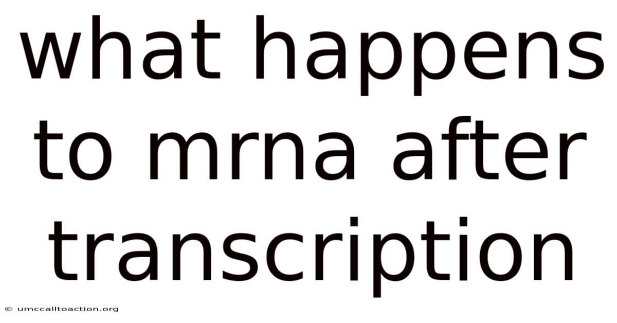 What Happens To Mrna After Transcription