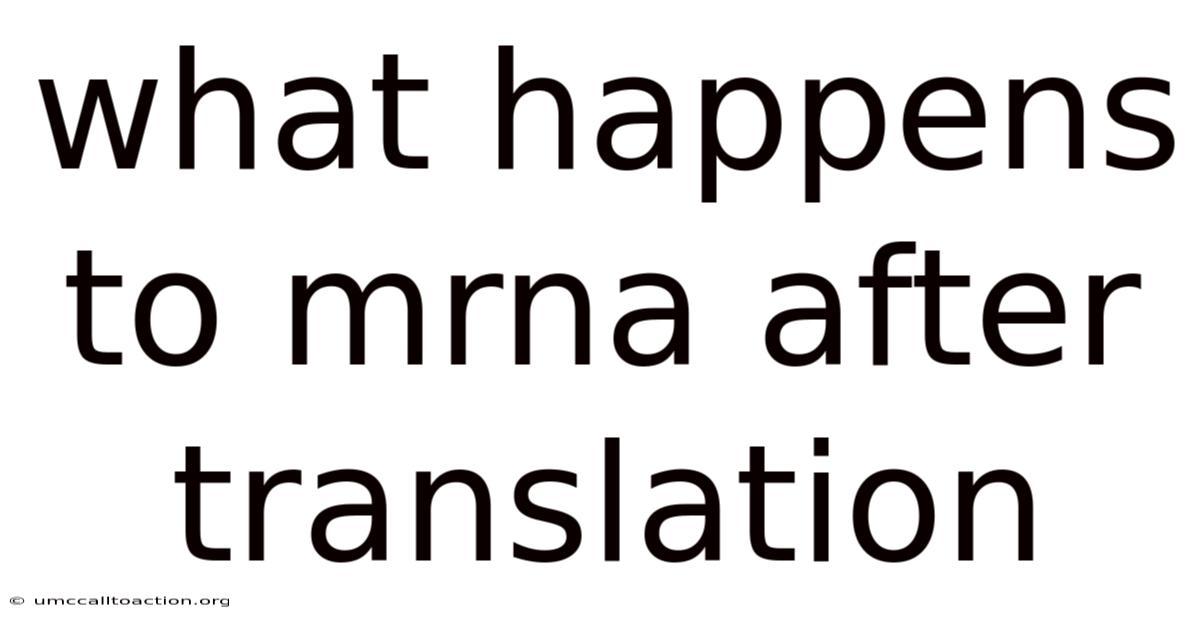 What Happens To Mrna After Translation