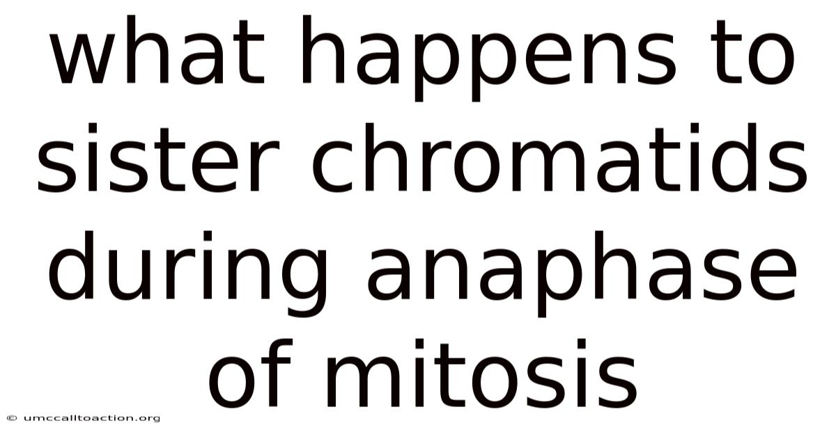 What Happens To Sister Chromatids During Anaphase Of Mitosis